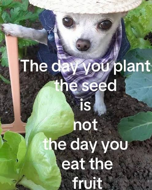 Maya, cinematic demoness 🏳️‍⚧️🍉 tweet media