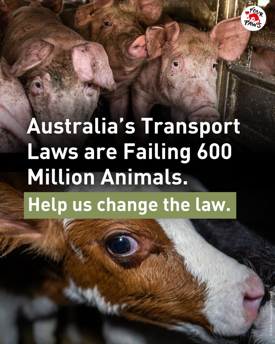 FOUR PAWS Australia tweet media