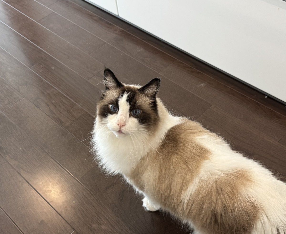 カミらくチビ太 tweet media