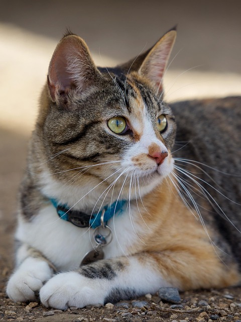 Tanner Gardner tweet media