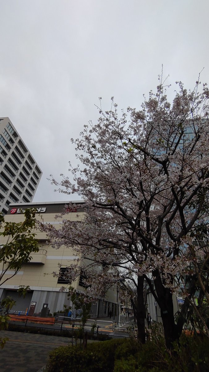 ４月始まりの朝☁
本日も宜しくお願い致します。
新年度 髪切ってさっぱりして始めましょ✂
#おはようございます #調布 #理容室 #床屋 #予約詳細はHPより #LINE予約  #夕方枠延長中