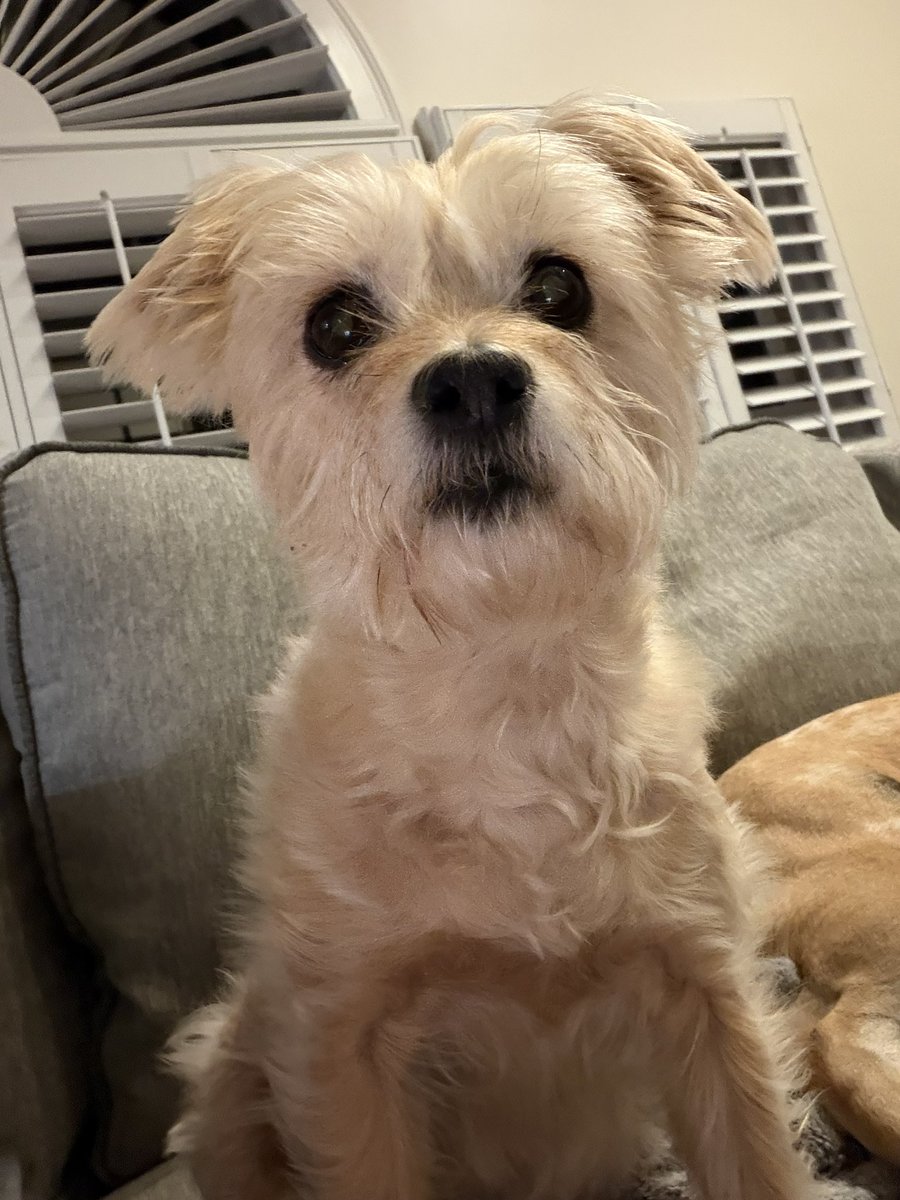 The JohnJohn and Luna and baby Bacon 🇮🇱💙🤍 tweet media