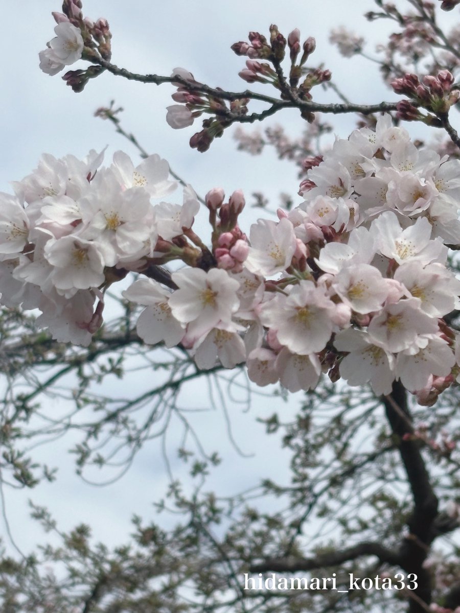 こたま tweet media