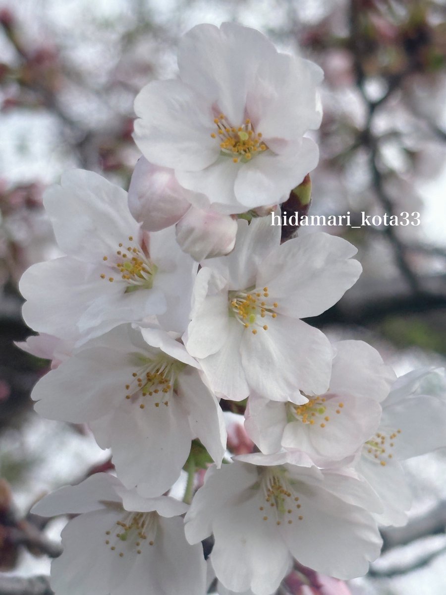 こたま tweet media