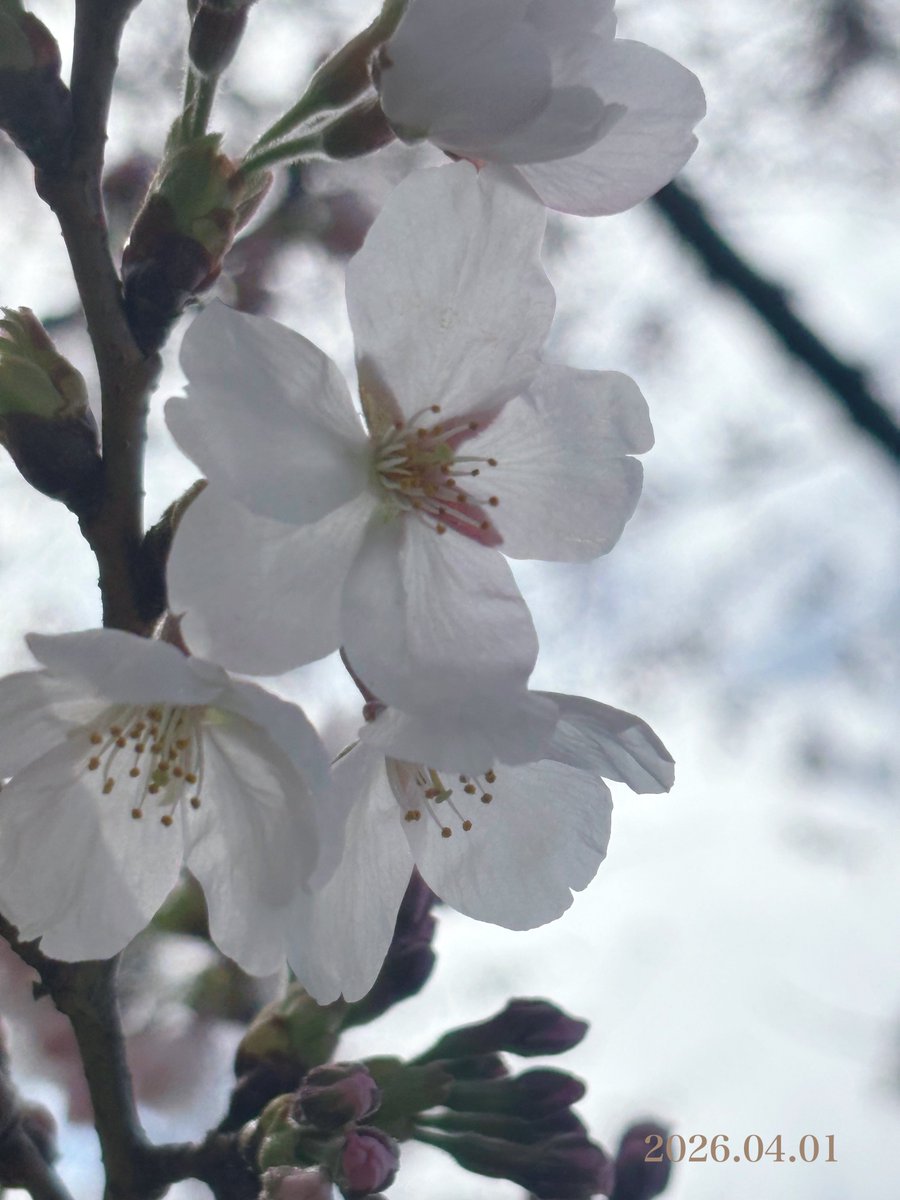 こたま tweet media