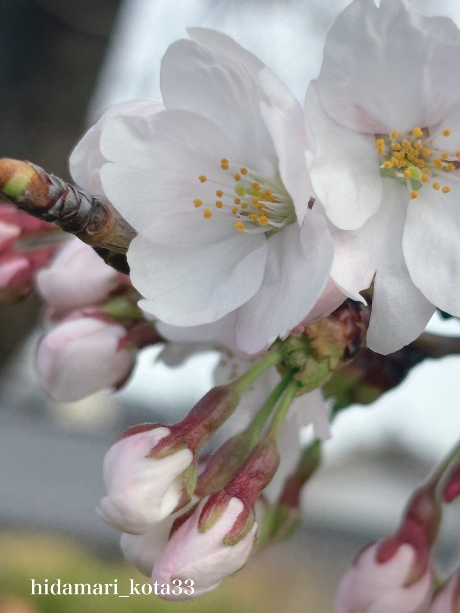 こたま tweet media