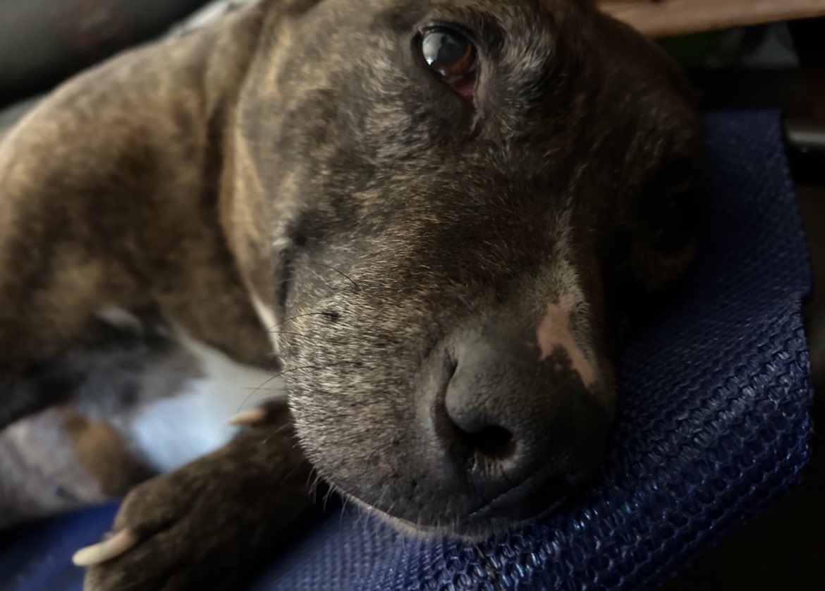 amora ♠ tweet media