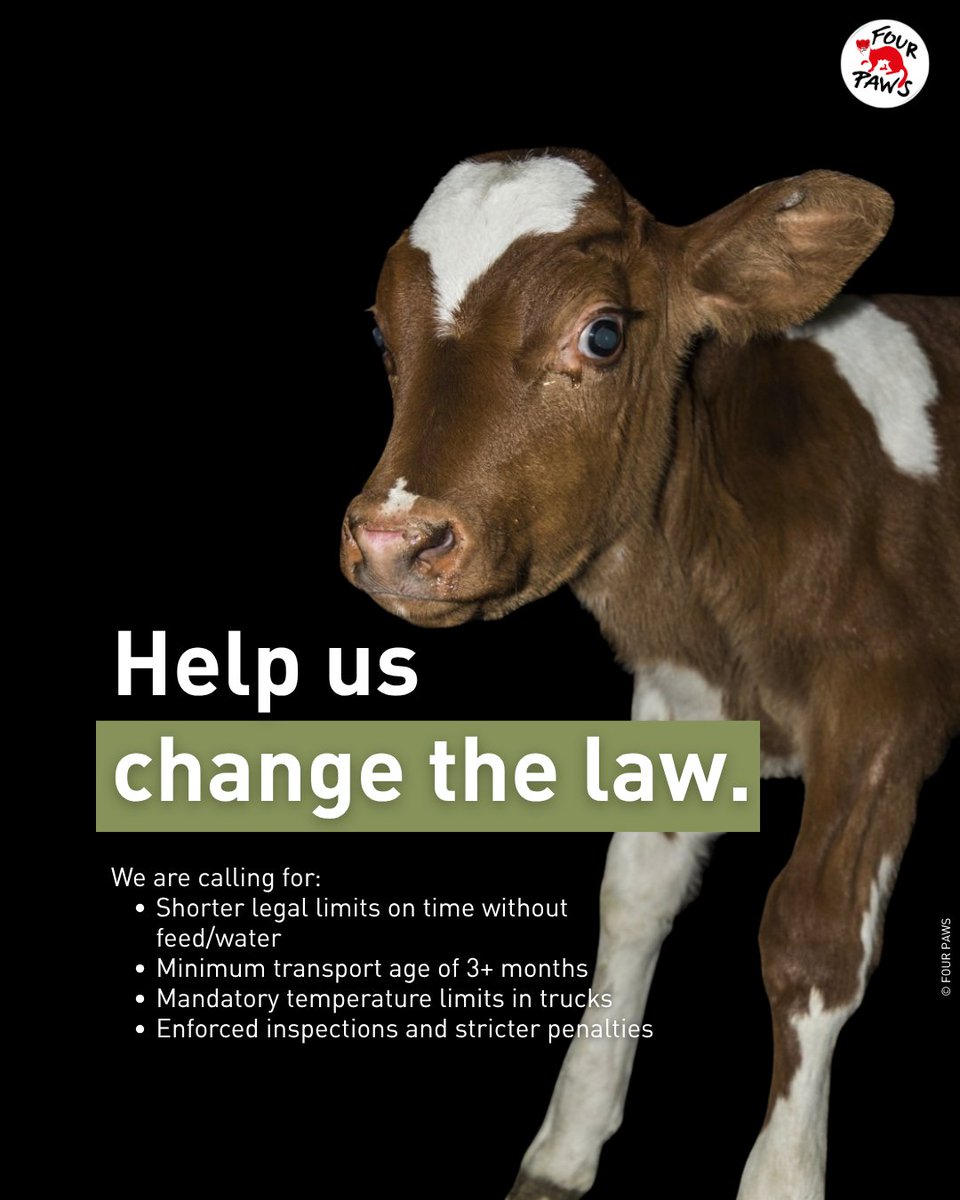 FOUR PAWS Australia tweet media