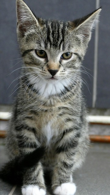 Todd Houston tweet media