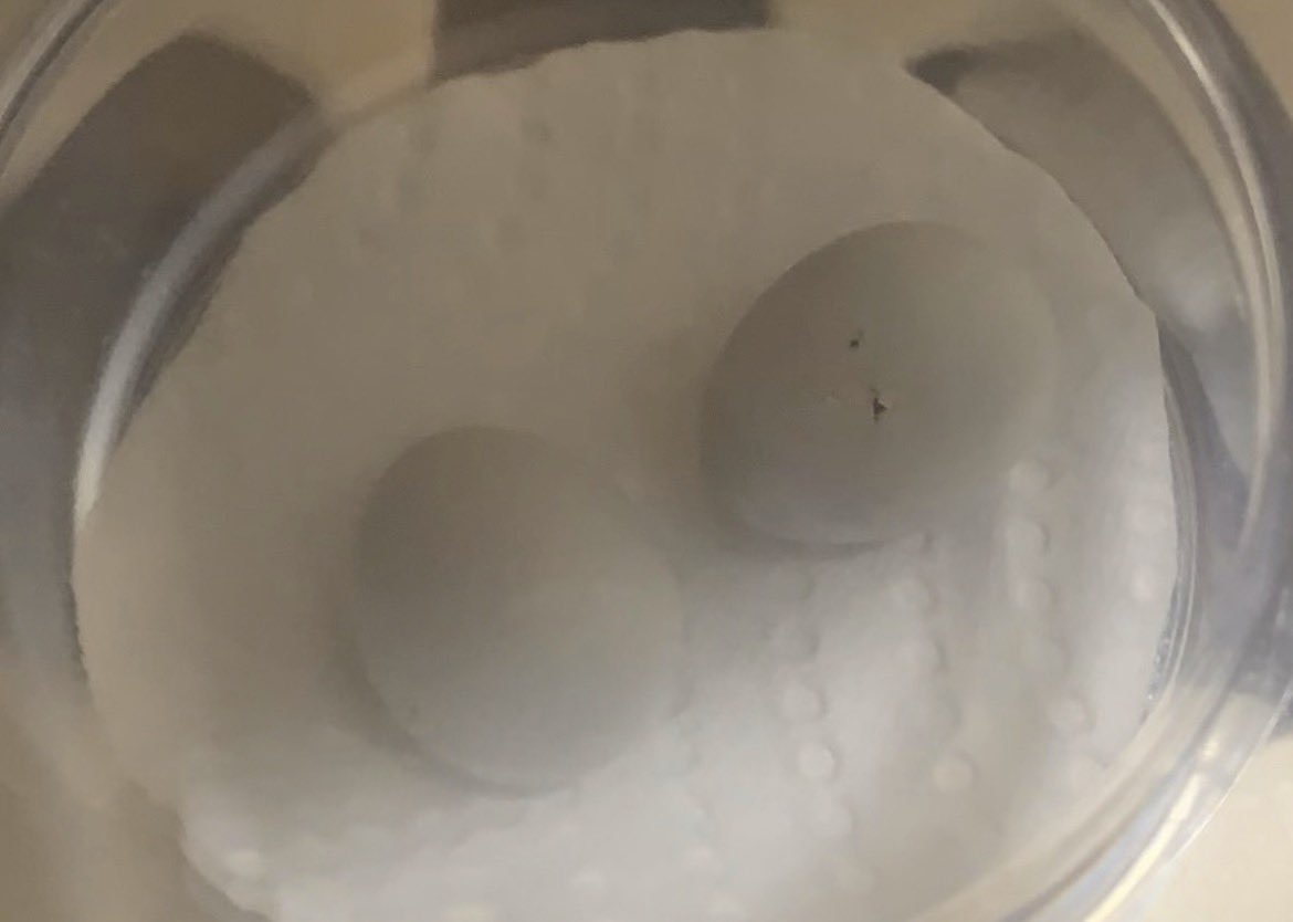 ブランダー tweet media