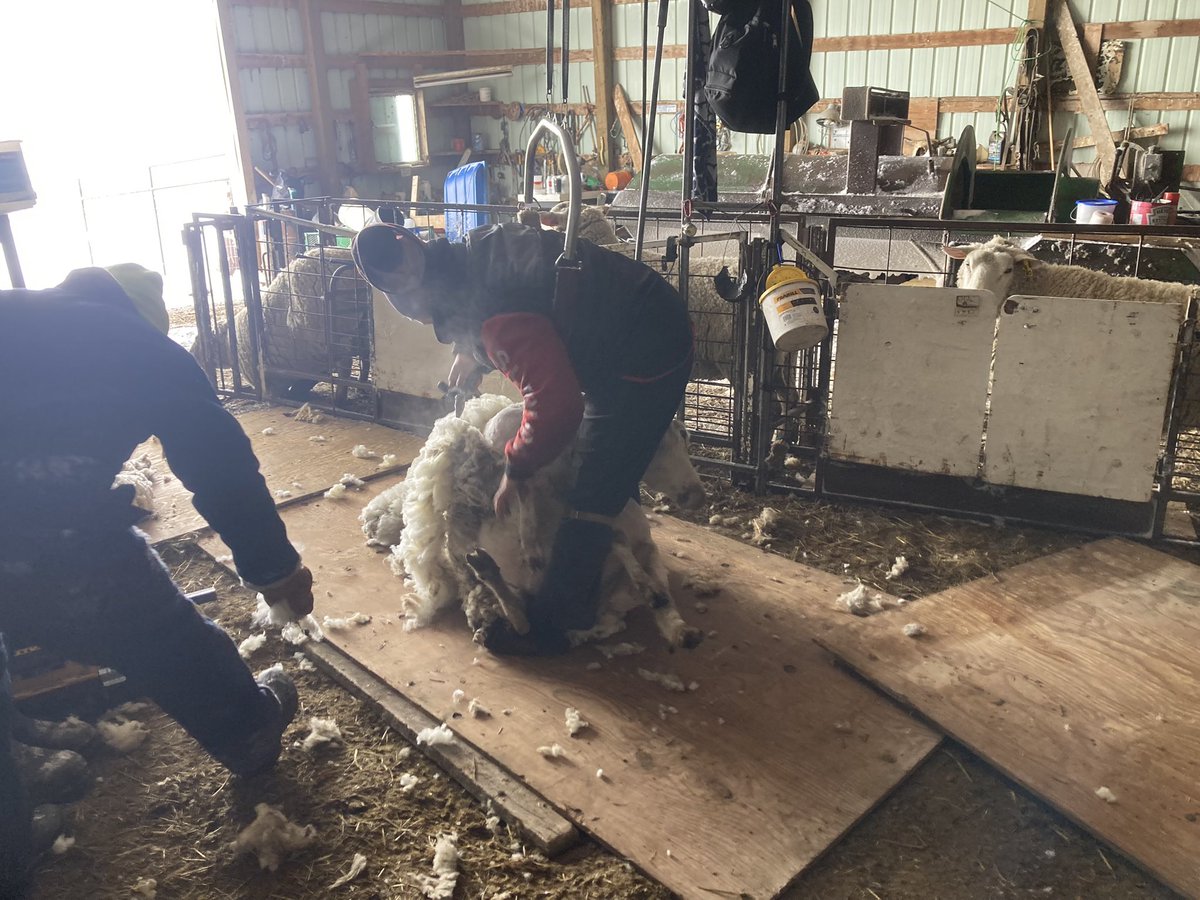 SundanceFarms's tweet photo. Great crew for shearing ❤️ ✔️ healthy sheep ✔️fun crew #FarmTeam #TravelTuesday #WoolWorks https://t.co/KQN8DKXZdJ