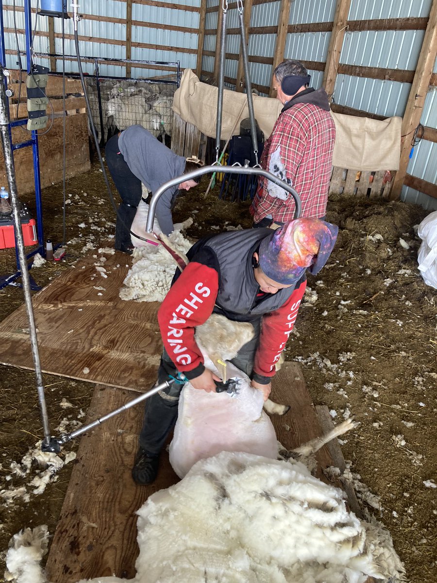 SundanceFarms's tweet photo. Great crew for shearing ❤️ ✔️ healthy sheep ✔️fun crew #FarmTeam #TravelTuesday #WoolWorks https://t.co/KQN8DKXZdJ
