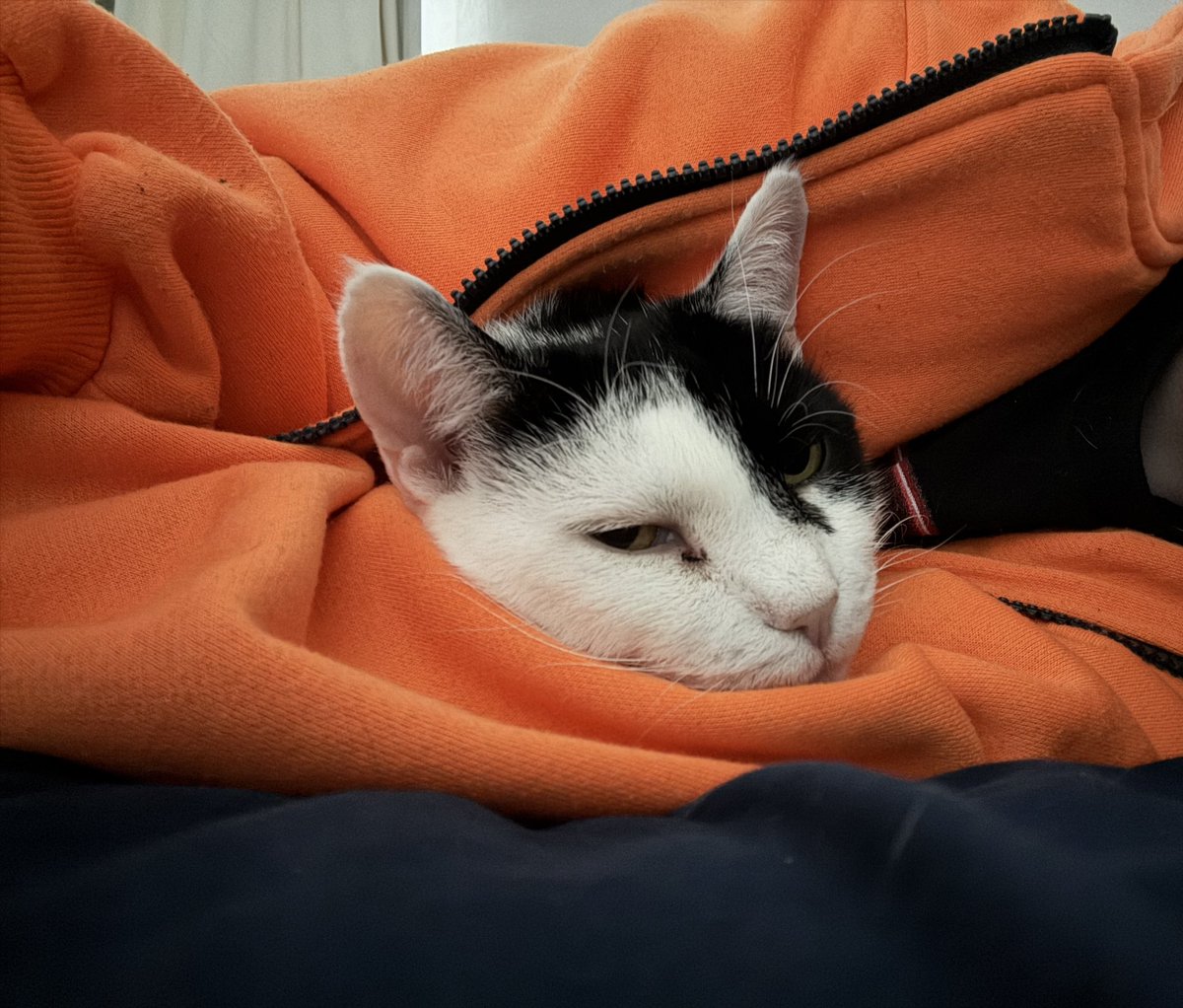 「JYUNKIE」 tweet media