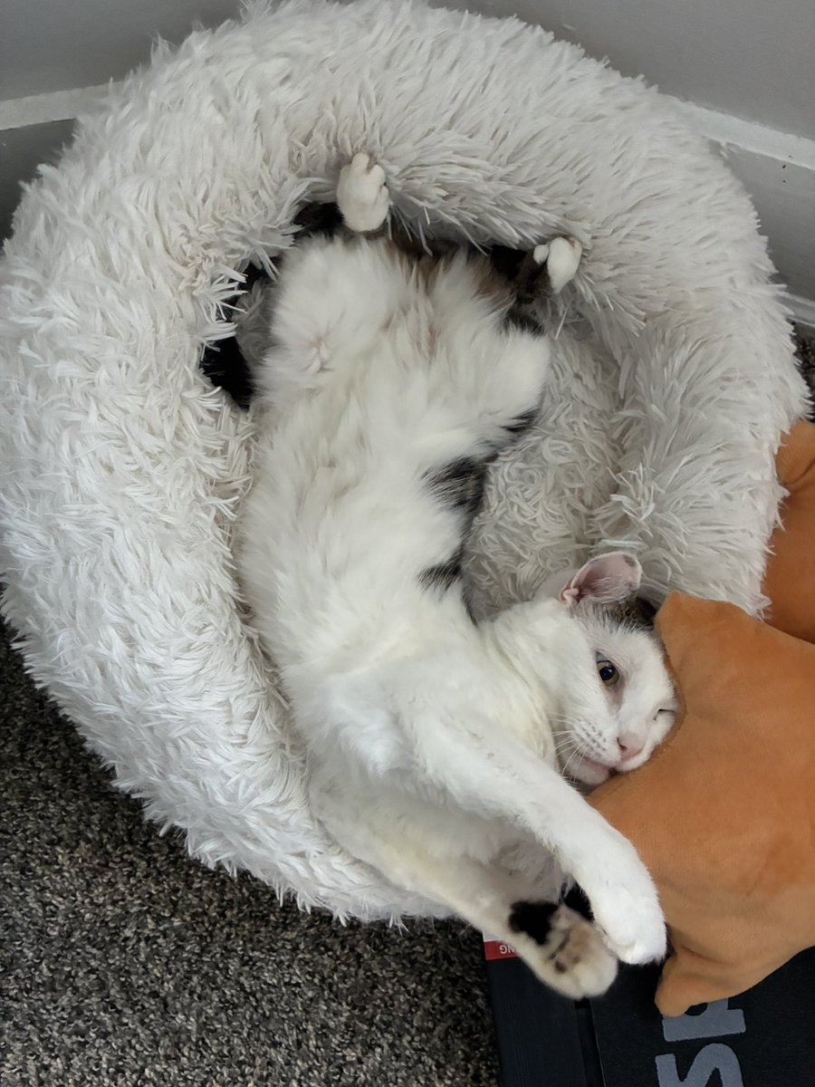 「JYUNKIE」 tweet media