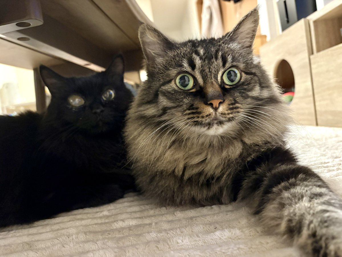 すがこ tweet media