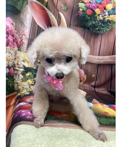 日本橋人形町床屋カットハウススペース tweet media