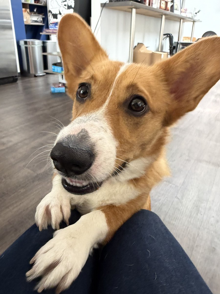 Corgi tweet media