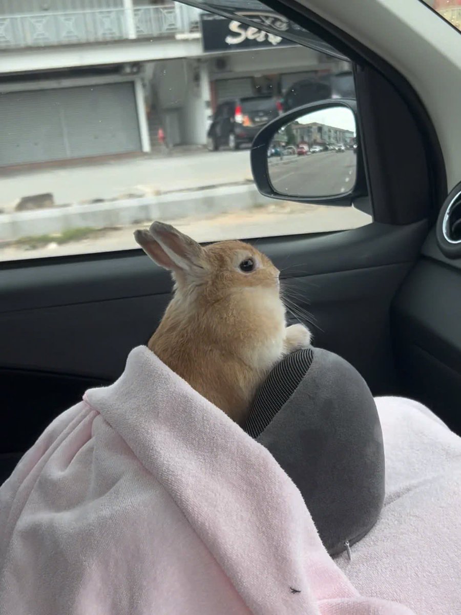 Why you should have a rabbit tweet media