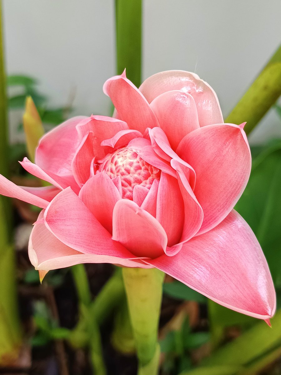 gibchan's tweet photo. เมษายน : 🌷🌿 #ดาหลา เริ่มแย้มค่ะ 😀 https://t.co/2byLEkzEPu