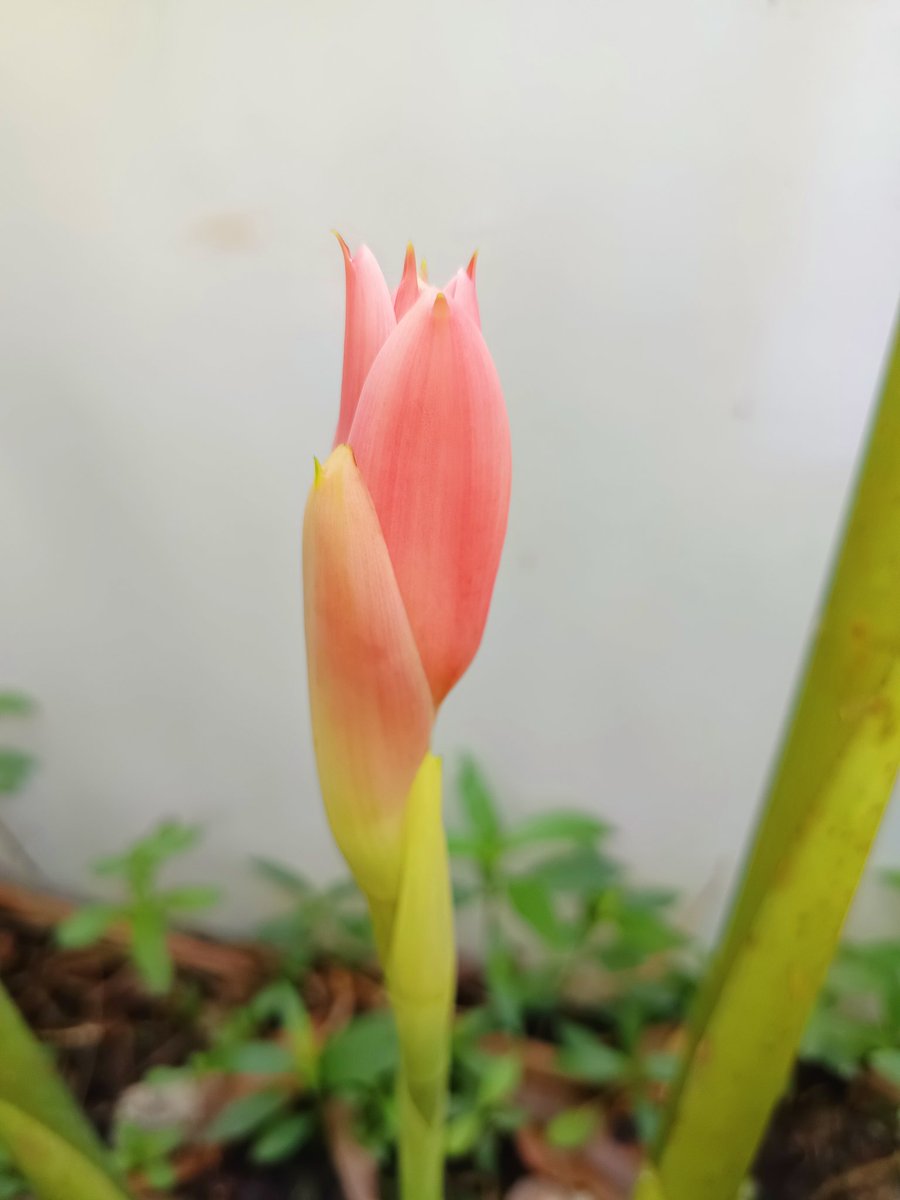 gibchan's tweet photo. เมษายน : 🌷🌿 #ดาหลา เริ่มแย้มค่ะ 😀 https://t.co/2byLEkzEPu