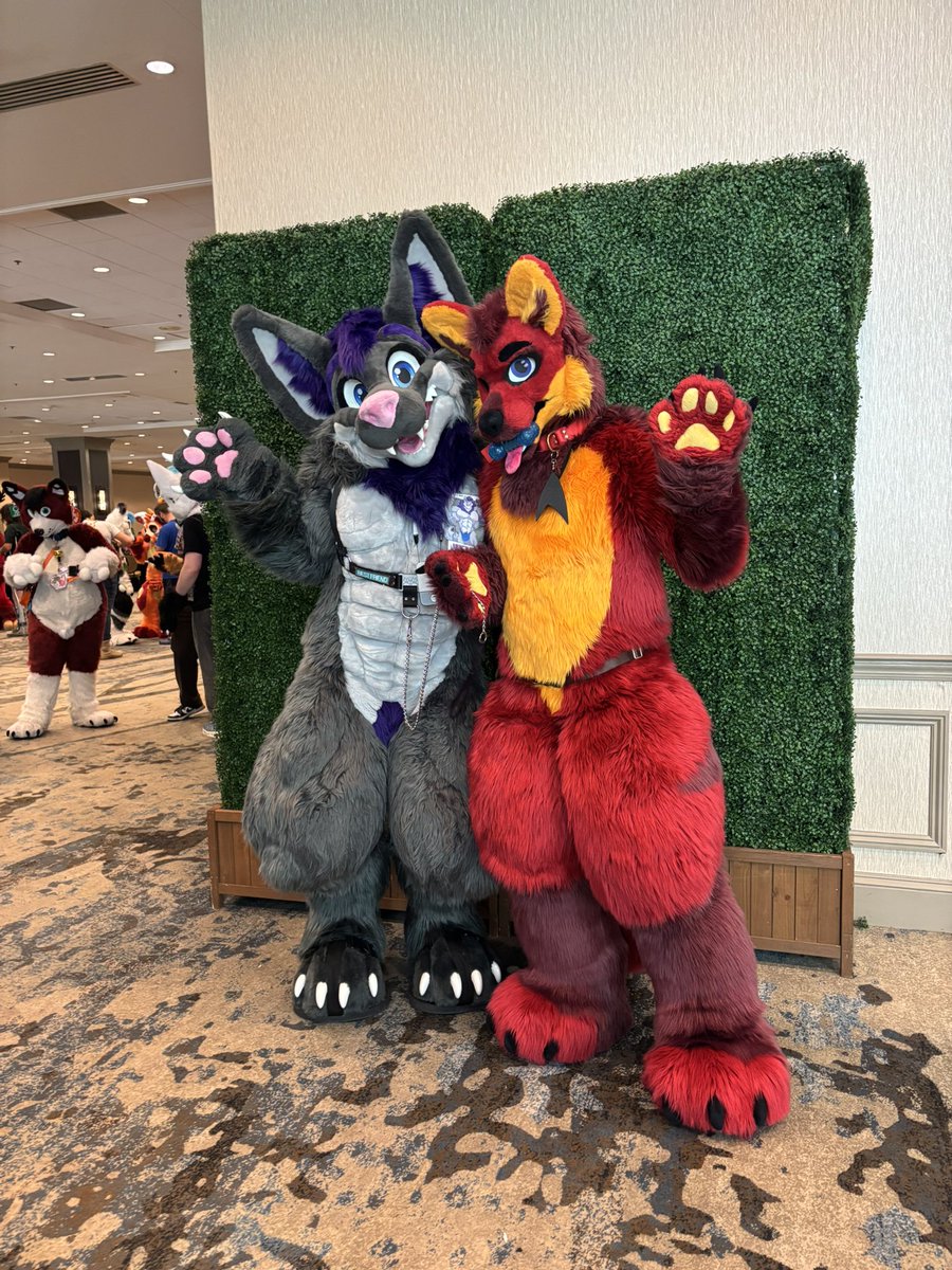 Vger Fox 🔜 TFF2026 tweet media