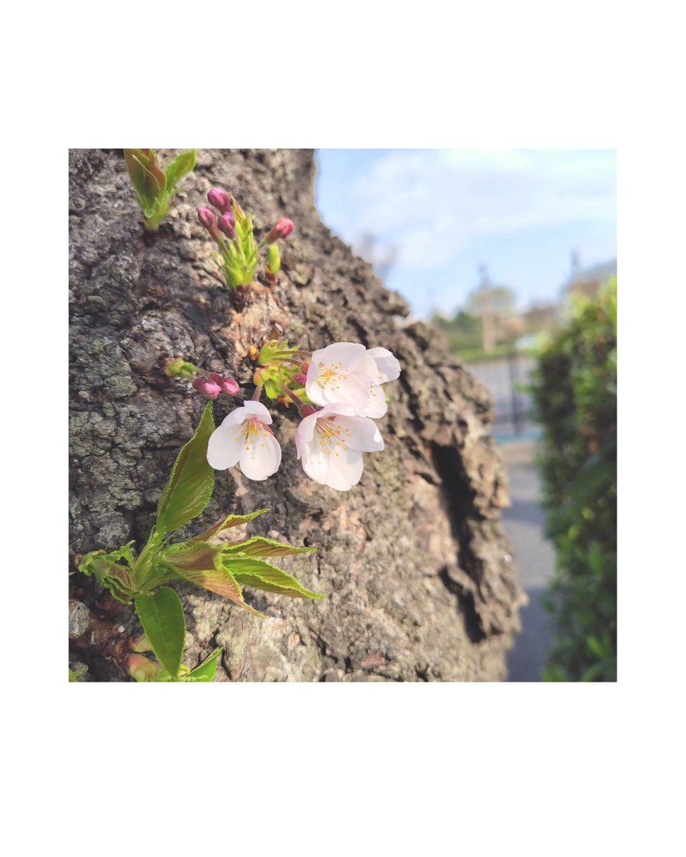 𝑬𝒓𝒊 ☪ 𝑽𝒐𝒊𝒄𝒆 tweet media