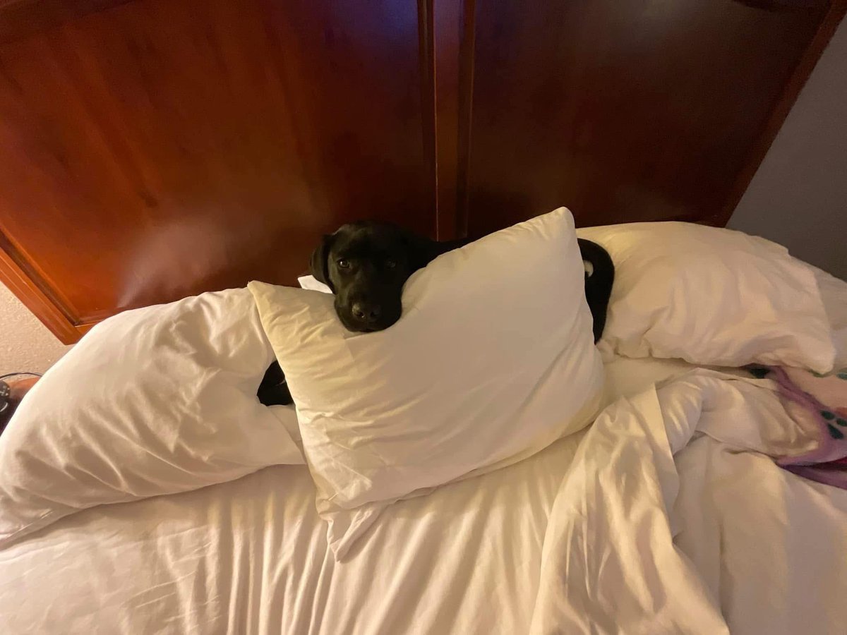 Atheldain tweet media