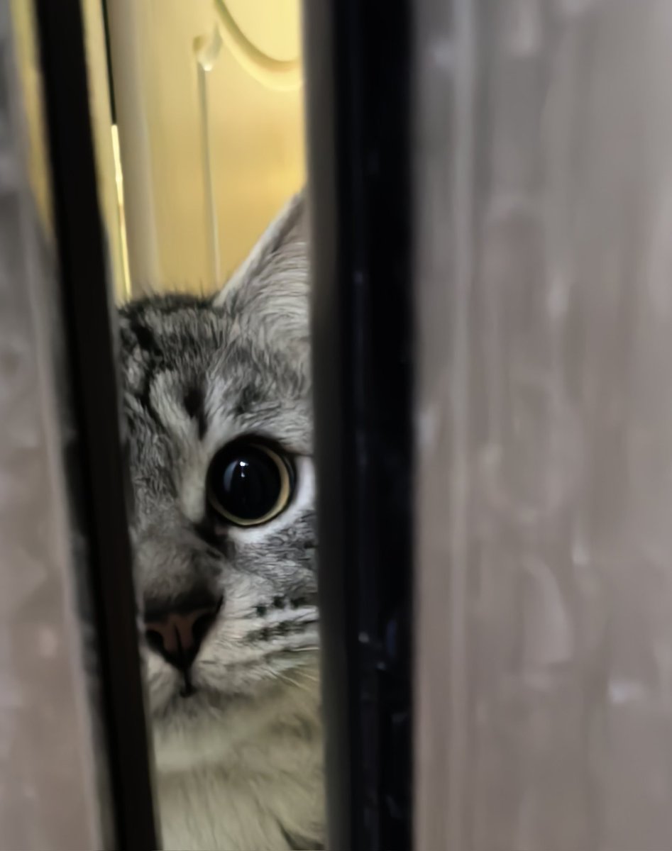 想当一只猫(互fo🇨🇳) tweet media