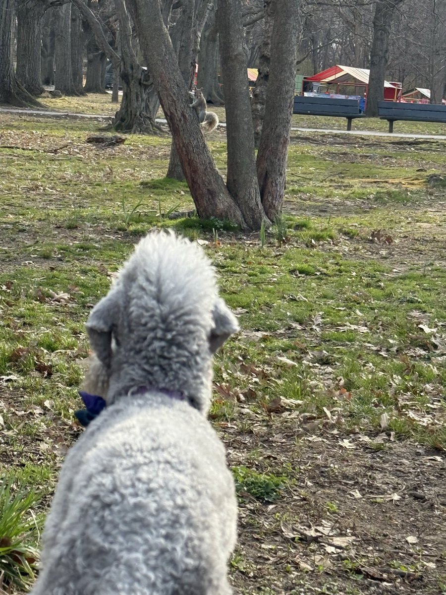 Janice Dean tweet media