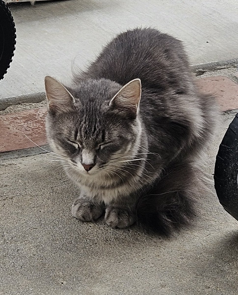 Jin deWolf tweet media