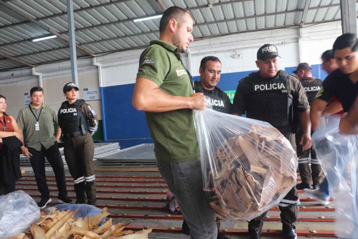 AgriculturaEc's tweet photo. Juntos contra la pesca ilegal de aletas de tiburón 🐟💙

Gracias al trabajo articulado de las autoridades, se logró la retención e inmovilización de 75 sacos de aleta de tiburón en estado seco en el aeropuerto Aeropuerto Internacional José Joaquín de Olmedo, evitando su comercialización ilícita.
Este importante resultado refuerza nuestro compromiso de combatir estas prácticas, construyendo un futuro más sostenible para todos.

#ElNuevoEcuador