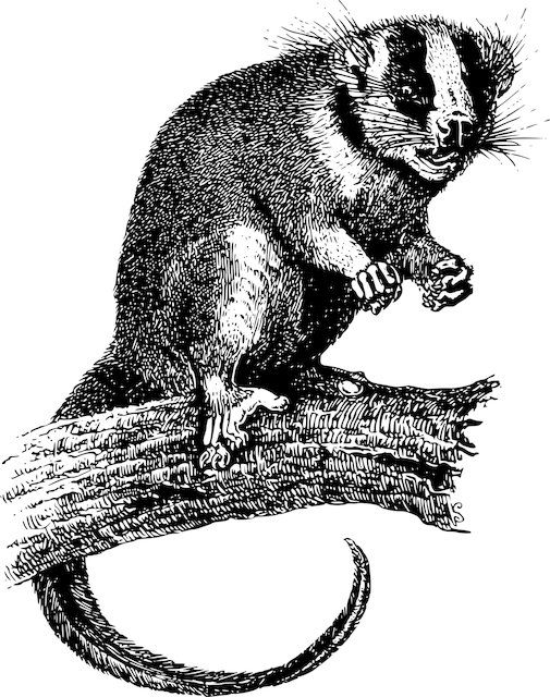 Shannon Miller tweet media