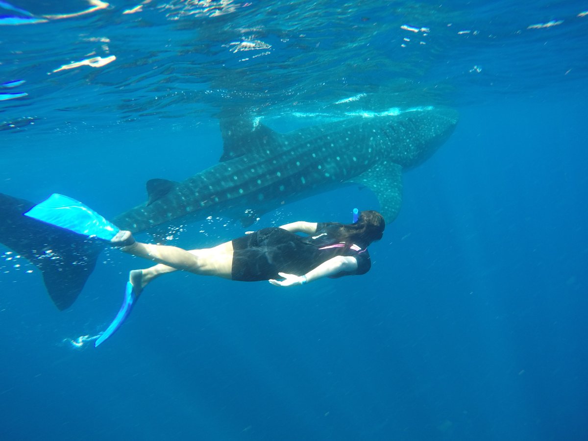 Ecotours2015's tweet photo. June vibes incoming: 
Whale sharks🐋🌞 are back in Cancun!  The gentlest giant on Earth glides right by Isla Mujeres. 😀🐋🏝️
EcoTours Adventure takes you snorkeling with 'em – warm water, plankton clouds, pure magic. 
Spots filling fast – who's jumping in?  
Book with us.
https://t.co/RGmc4CRVwn

#whaleshark #whalewatching
