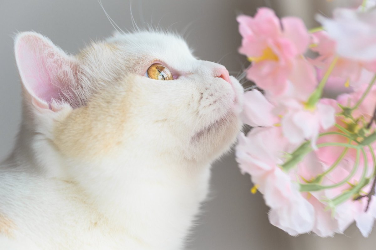 シュー tweet media