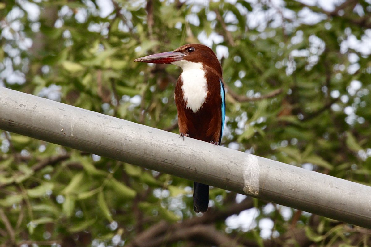 AnandMadabhushi tweet media