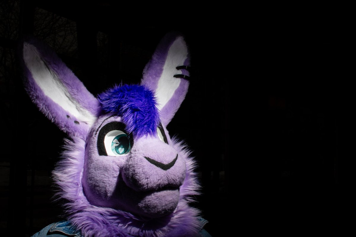 Ascari Husky @FurDu/FWA/AO/AC tweet media