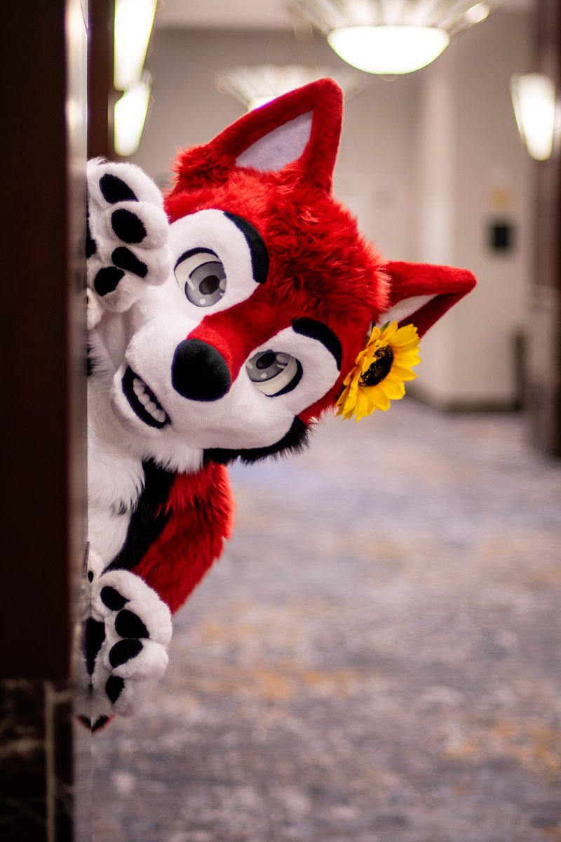 Ascari Husky @FurDu/FWA/AO/AC tweet media