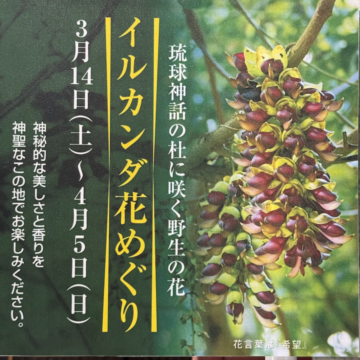 asmui_museum's tweet photo. お久しぶりです。

イルカンダ、今年もたくさん咲いています。いつもより開花が遅く、予定より長く楽しめそうです。 https://t.co/0AjaBlQxfz