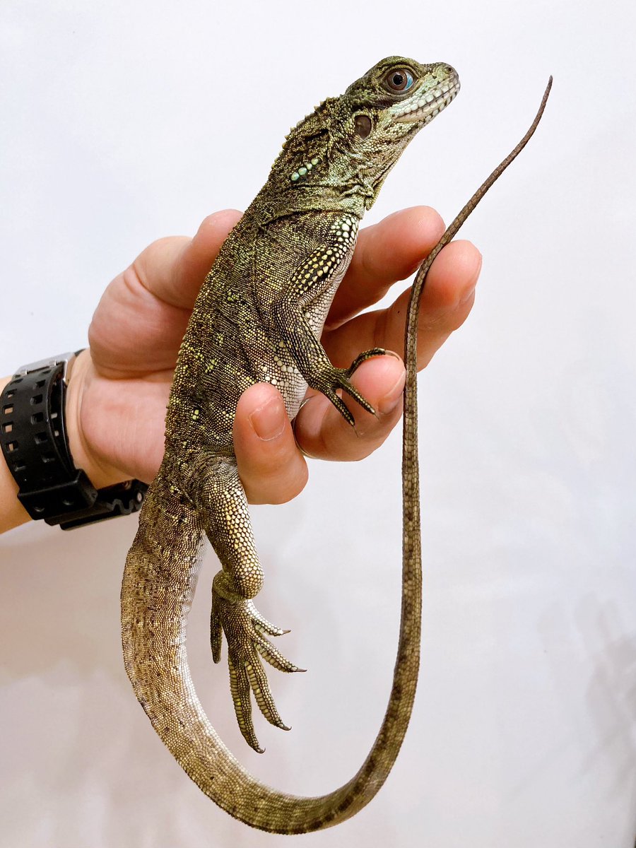 ELMER l エルマー@4/26(日) JH静岡 tweet media