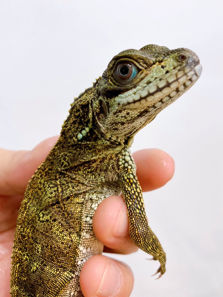 ELMER l エルマー@4/26(日) JH静岡 tweet media