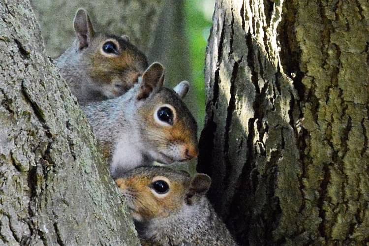 Nina Tomlinson tweet media