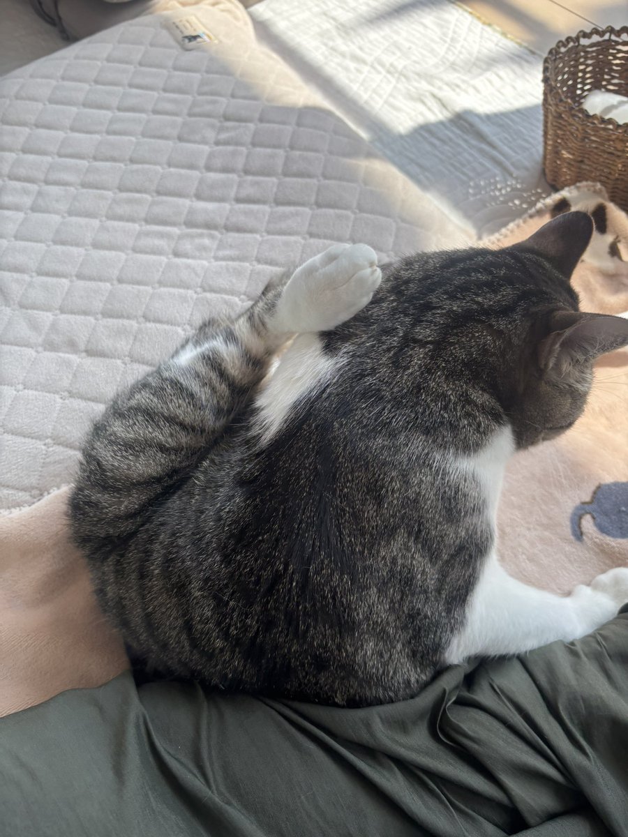 ハル🍬 tweet media