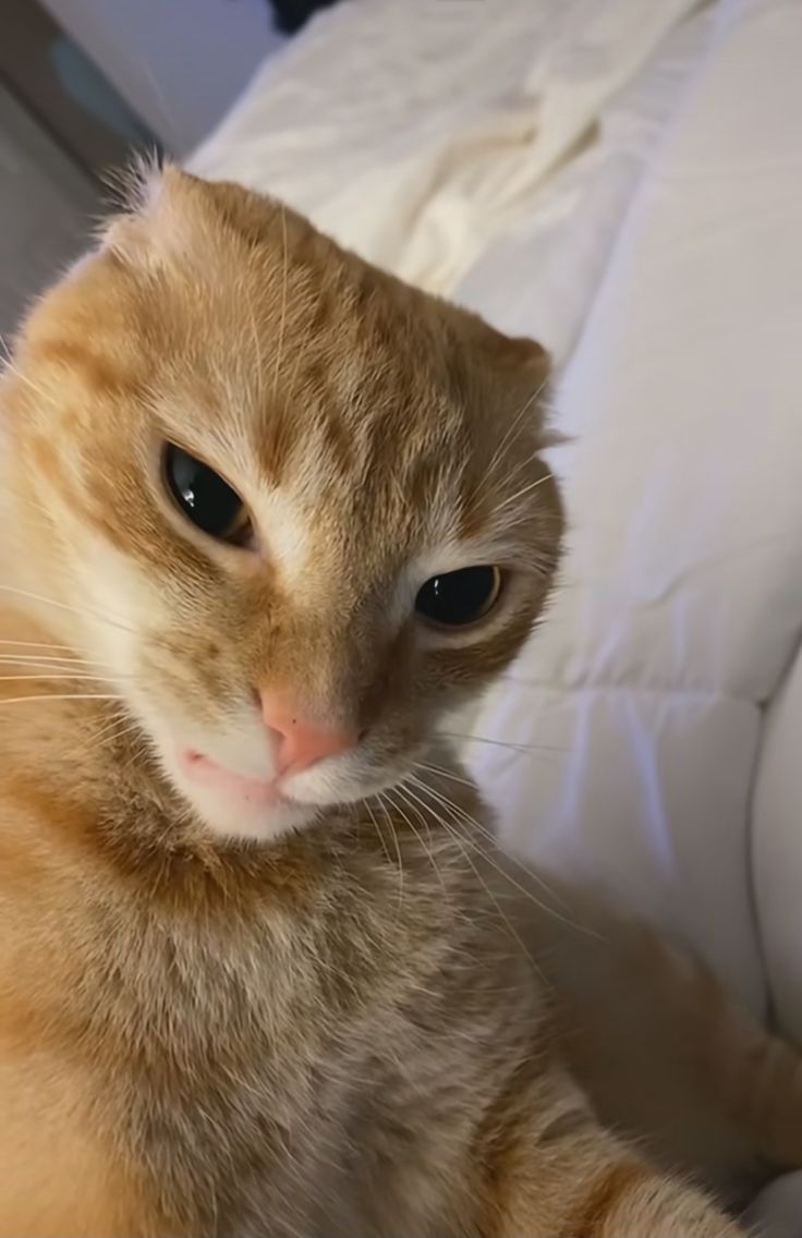 ℍ 𝔸 ℕ ℕ 𝔸 ℍ tweet media