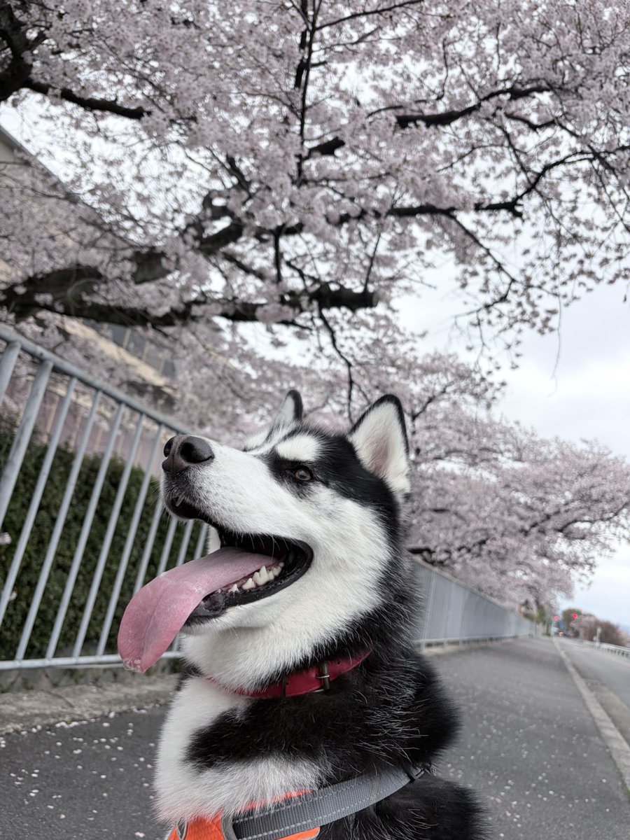 MKタクシー🚕 tweet media