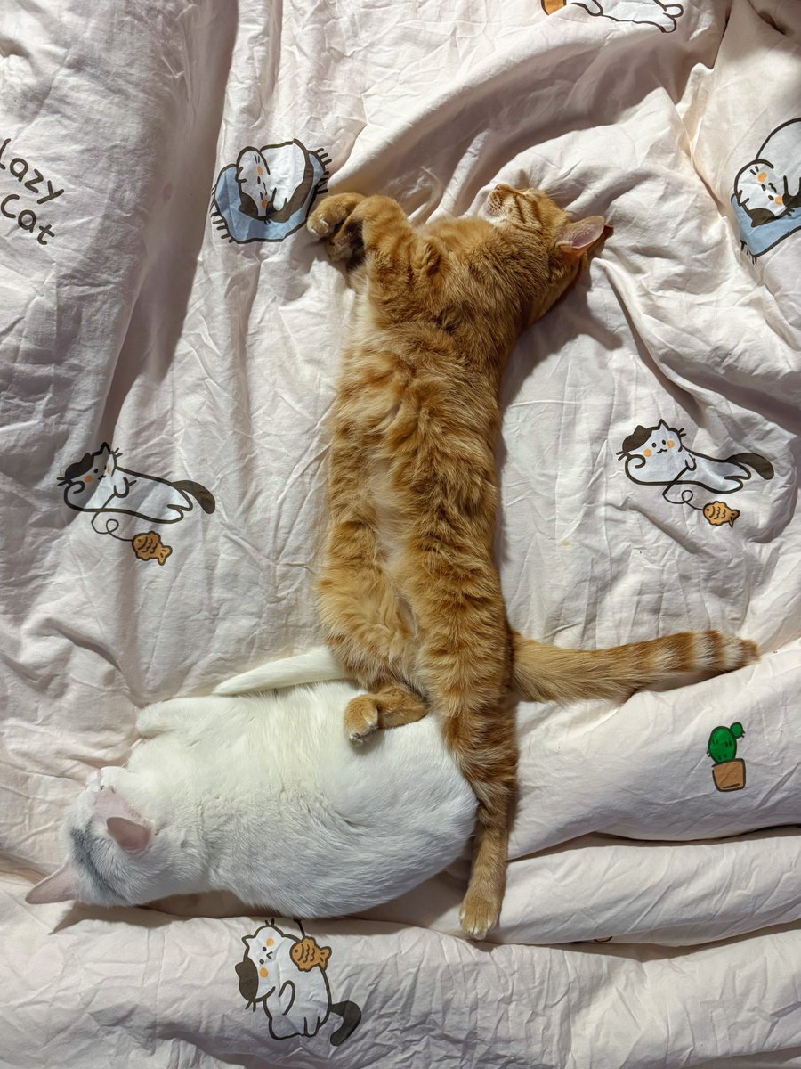 Boooo波妞! tweet media