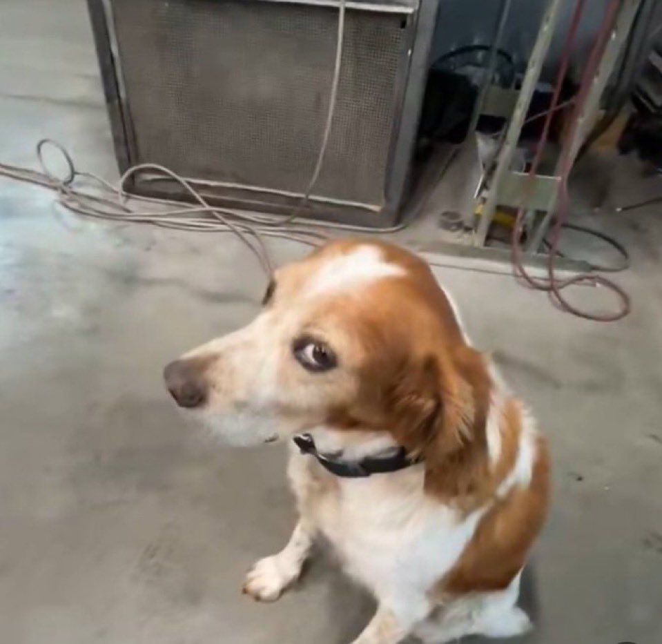 𝙝 𝙖 𝙧 𝙪 𝙧𝙚𝙣𝙖𝙪𝙡𝙩 # 🧙🏻‍♀️ tweet media