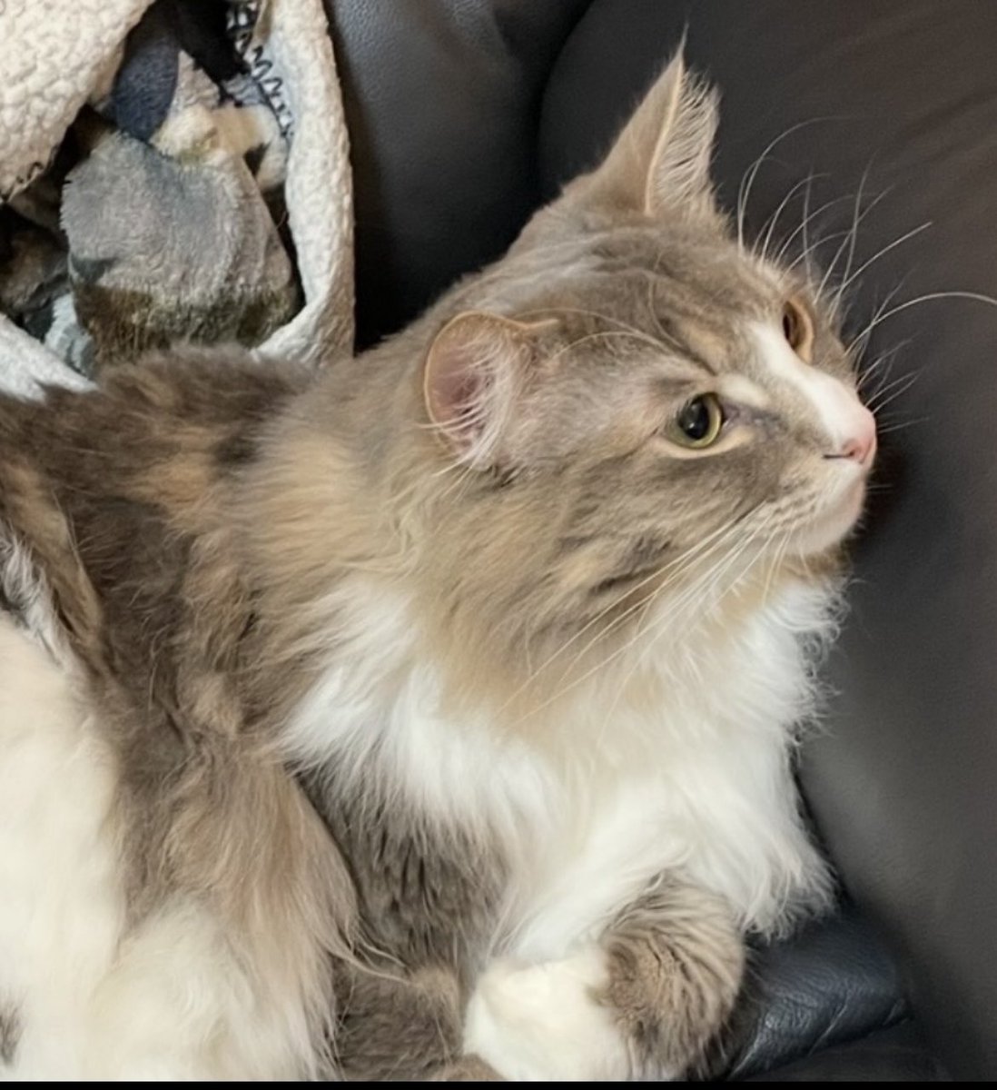 ako. 猫様の日常 tweet media