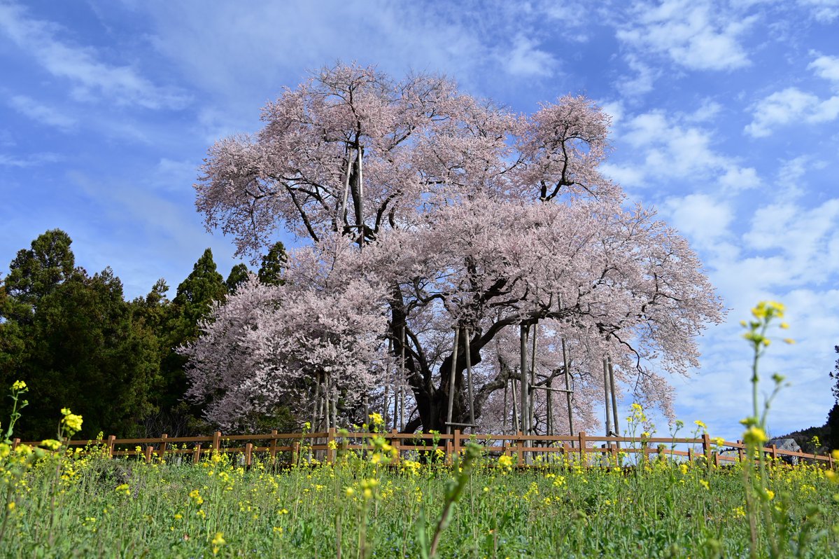 珈琲香坊　店主＠矢祭町 tweet media