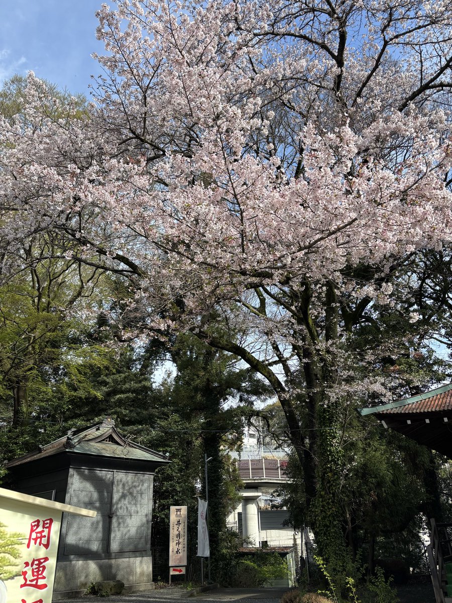 kai_active's tweet photo. ＃桜　＃さくら　＃サクラ

4月も元気で過ごせますように🍀 https://t.co/mcXDdxuBON