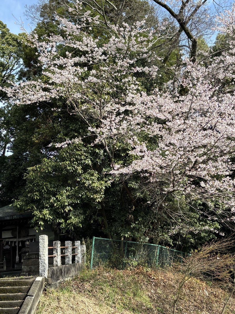 kai_active's tweet photo. ＃桜　＃さくら　＃サクラ

4月も元気で過ごせますように🍀 https://t.co/mcXDdxuBON